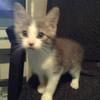 shawn_laroche